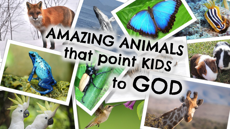 Amazing Animals that Point Kids to God - Kids Enjoying Jesus